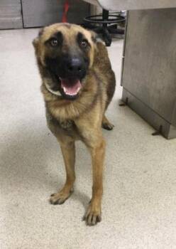 SWEETHEART -  German Shepherd Dog Dog for Adoption in Riverside, California - SWEETHEART | PetCurious