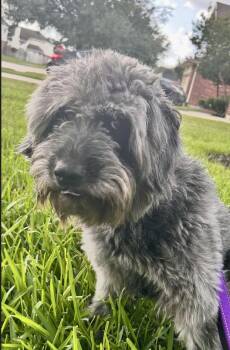 Rescue Schnauzer Dogs for Adoption in The Woodlands, Texas - Didi | PetCurious