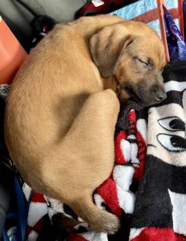 Labrador Retriever and Golden Retriever Dogs Available for Adoption - Aria | PetCurious