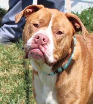 Boxer and American Bulldog Dogs Available for Adoption in Taylorsville, North Carolina - Harvey | PetCurious