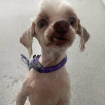 Havanese Dogs Available for Adoption in Plainfield, Illinois - Bo Peep  | PetCurious