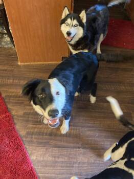 Lola -  Border Collie Dog for Adoption in Chatham, Virginia - Lola | PetCurious