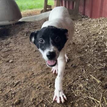 Johnny -  Australian Cattle Dog Blue Heeler and Mixed Breed Dog for Adoption in Riverwoods, Illinois - Johnny | PetCurious