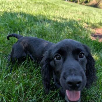 Bambi -  Spaniel and Mixed Breed Dog for Adoption in Fredericksburg, Virginia - Bambi | PetCurious