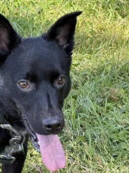 Shorty -  Australian Cattle Dog Blue Heeler Dog for Adoption in Hamilton, Montana - Shorty | PetCurious