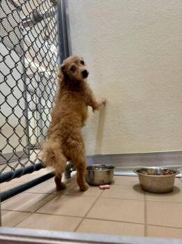 Tiny Tim -  Mixed Breed Dog for Adoption in Scottsbluff, Nebraska - Tiny Tim | PetCurious