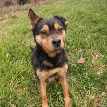 Sammy -  Cattle Dog and Chihuahua Dog for Adoption in Columbia, Maryland - Sammy | PetCurious