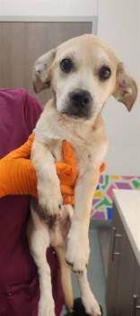 PIPPEN -  Labrador Retriever Dog for Adoption in Baytown, Texas - PIPPEN | PetCurious