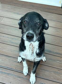 Border Collie and Australian Shepherd Dogs Available for Adoption in Wappingers Falls, New York - Eeyore | PetCurious