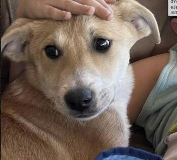 Rescue Mixed Breed Dogs for Adoption in VERNON ROCKVL, Connecticut - Elphaba | PetCurious