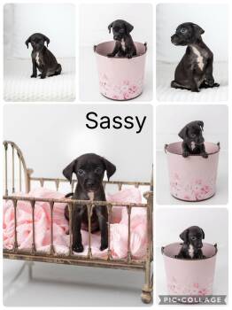 Sassy -  Fox Terrier and Labrador Retriever Dog for Adoption in Enterprise, Alabama - Sassy | PetCurious