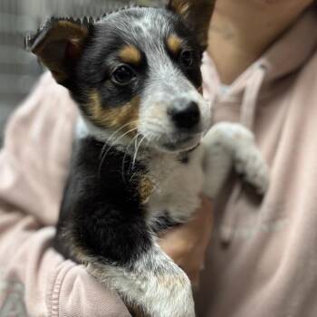 Australian Cattle Dog Blue Heeler Dogs Available for Adoption - Dog 03/04/2026 | PetCurious