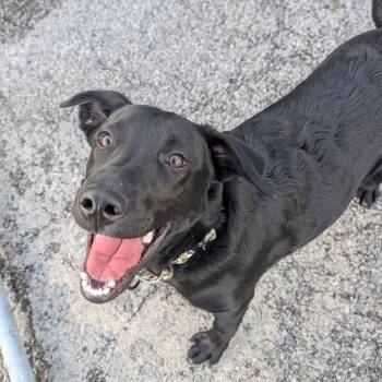 Rescue Labrador Retriever Dogs for Adoption in Renfrew, Pennsylvania - Ace | PetCurious