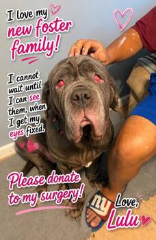LULU -  Neapolitan Mastiff Dog for Adoption in Huntington, New York - LULU | PetCurious