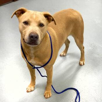 Yellow Labrador Retriever and Pit Bull Terrier Dogs Available for Adoption in Monroe, Georgia - Willow | PetCurious