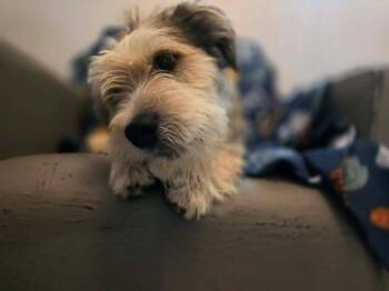 Denim -  Terrier Dog for Adoption in Phoenix, Arizona - Denim | PetCurious