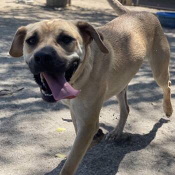 Stitch -  Shepherd and Mixed Breed Dog for Adoption in Riverside, California - Stitch | PetCurious