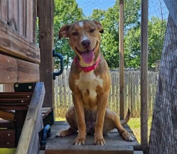 Pit Bull Terrier and Labrador Retriever Dogs Available for Adoption in Munford, Tennessee - Anna | PetCurious