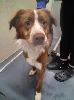 Border Collie Dogs Available for Adoption in Converse, Texas - Rumble | PetCurious