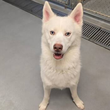 Milo -  Husky Dog for Adoption in Milan, Illinois - Milo | PetCurious