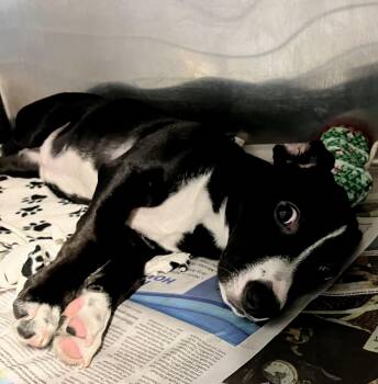 Delilah -  Jack Russell Terrier Dog for Adoption in Parma, Ohio - Delilah | PetCurious