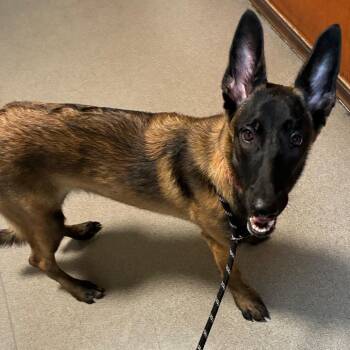 Mystic -  Belgian Shepherd Malinois Dog for Adoption in Pasadena, California - Mystic | PetCurious