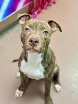 Pit Bull Terrier Dogs Available for Adoption - Bongo | PetCurious