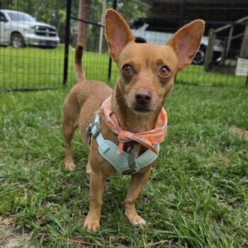 Toffee -  Chihuahua Dog for Adoption in Heiskell, Tennessee - Toffee | PetCurious