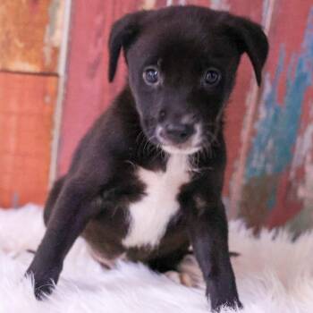 Jett -  Mixed Breed Dog for Adoption in Casa Grande, Arizona - Jett | PetCurious
