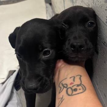 Greg -  Black Labrador Retriever Dog for Adoption in Indianapolis, Indiana - Greg | PetCurious