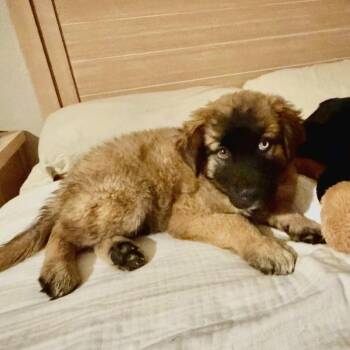 Kingston RR UT PDR -  Cattle Dog Dog for Adoption in Las Vegas, Nevada - Kingston RR UT PDR | PetCurious