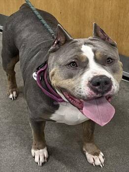 Pit Bull Terrier Dogs Available for Adoption - LATTO | PetCurious