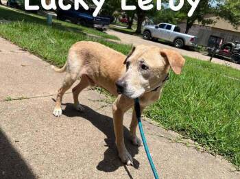 Lucky Leroy -  Labrador Retriever and Mixed Breed Dog for Adoption in Brookshire, Texas - Lucky Leroy | PetCurious
