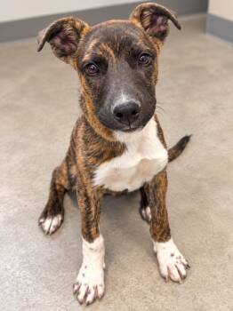 Simon -  Dutch Shepherd Dog for Adoption in Las Vegas, Nevada - Simon | PetCurious