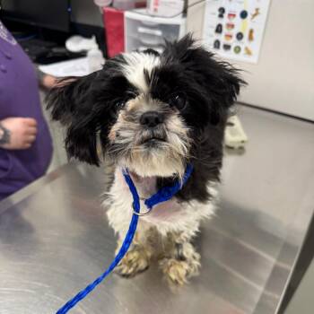 Blueberry -  Mixed Breed Dog for Adoption in Matteson, Illinois - Blueberry | PetCurious