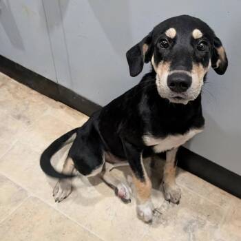 Praline -  Mixed Breed Dog for Adoption in Boaz, Alabama - Praline | PetCurious