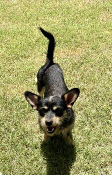 Scamp loves kids, dogs, and cats -  Yorkshire Terrier and Chihuahua Dog for Adoption in Lockhart, Texas - Scamp Loves Kids, Dogs, And Cats | PetCurious