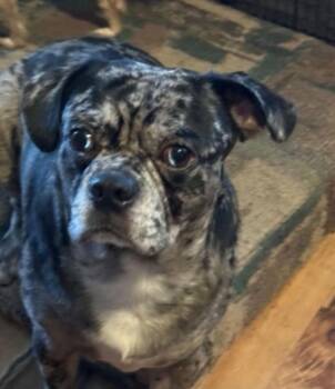 Fufy -  Chihuahua and Pug Dog for Adoption in Pine Grove, Pennsylvania - Fufy | PetCurious