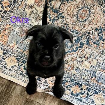 Pug and Schnauzer Dogs Available for Adoption in Hughesville, Maryland - Okra | PetCurious