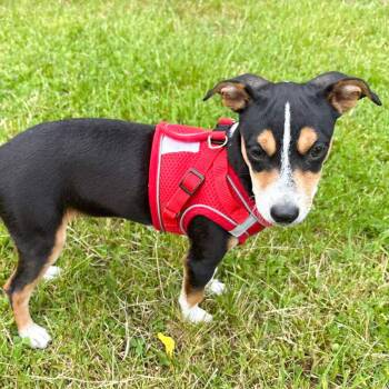 Chihuahua and Terrier Dogs Available for Adoption in Albany, New York - Zoey | PetCurious