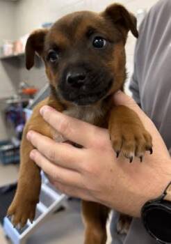 Fox Terrier and Chihuahua Dogs Available for Adoption - Milly | PetCurious