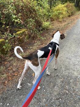 Chester -  Coonhound Dog for Adoption in Maple Ridge, British Columbia - Chester | PetCurious