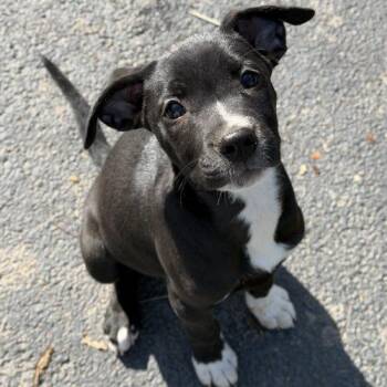 Thelma -  Pit Bull Terrier and Mixed Breed Dog for Adoption in Georgetown, Kentucky - Thelma | PetCurious