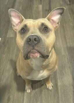Mixed Breed Dogs Available for Adoption in Fairfax, Virginia - Stanley | PetCurious