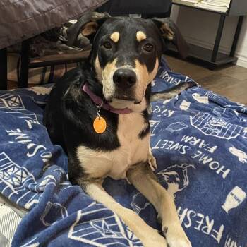 Rico -  Hound and Rottweiler Dog for Adoption in Corpus Christi, Texas - Rico | PetCurious