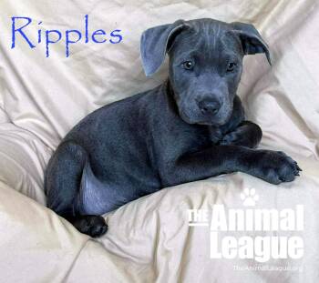 Labrador Retriever and Australian Cattle Dog Blue Heeler Dogs Available for Adoption in Groveland, Florida - Ripples | PetCurious