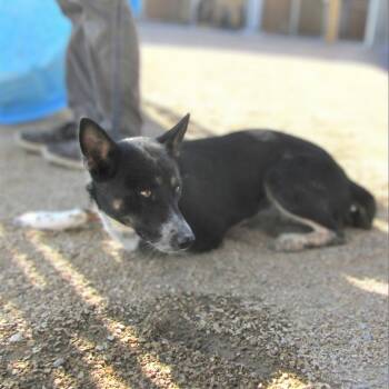 Emi -  Mixed Breed Dog for Adoption in Las Cruces, New Mexico - Emi | PetCurious