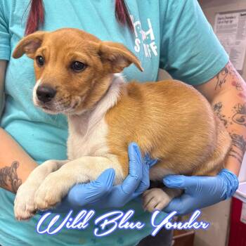 Wild Blue Yonder -  Shepherd and Mixed Breed Dog for Adoption in Hillsboro, Ohio - Wild Blue Yonder | PetCurious