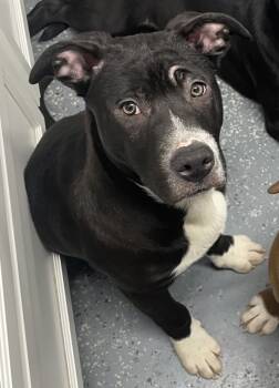 Rescue Great Dane Dogs for Adoption in Morristown, Tennessee - Jack Daniels | PetCurious