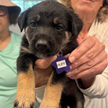 Huff -  Mixed Breed Dog for Adoption in San Francisco, California - Huff | PetCurious